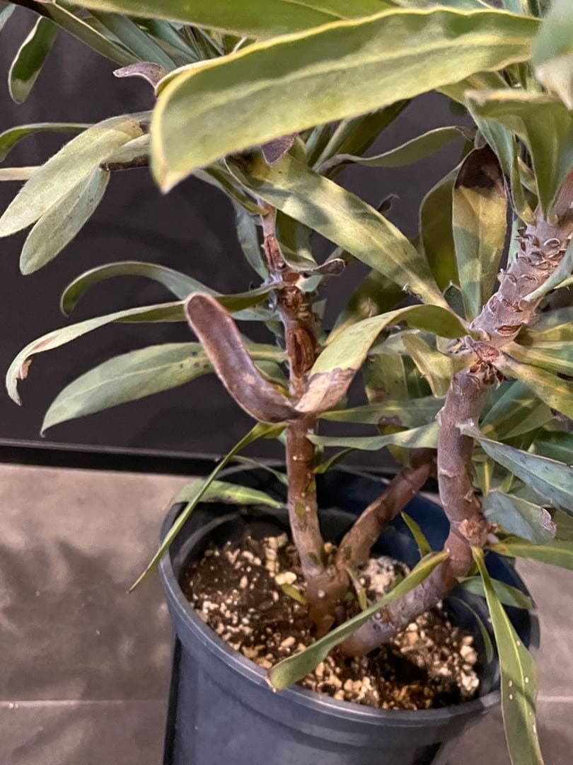 プロテア メイデイ 7号 鉢植え 苗 オージー ネイティブ プランツやや傷や汚れあり WWW_GEBZETESISAT_COM_TR