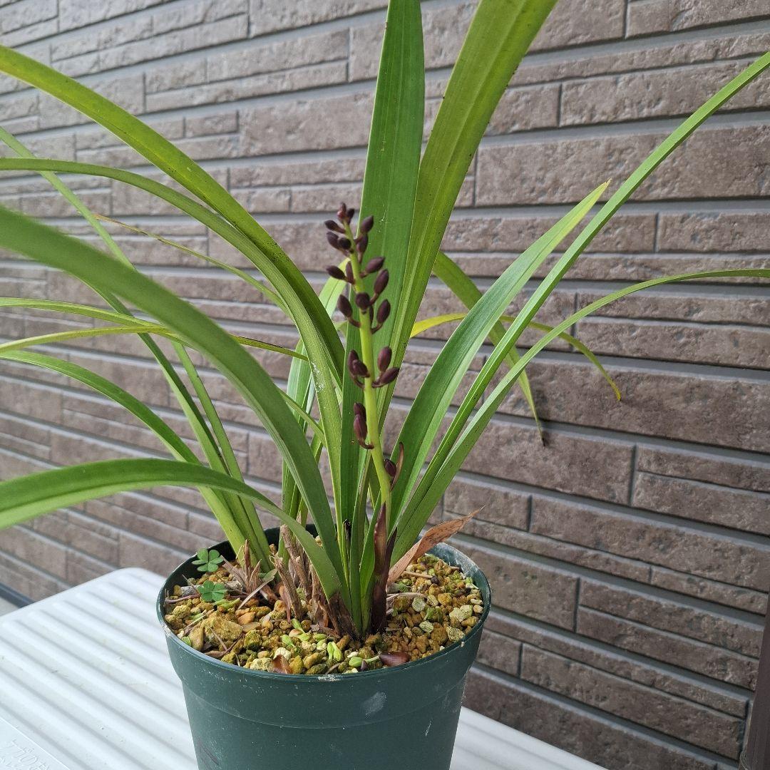 日本ミツバチの キンリョウヘン。1つ花芽があります。No. 15
