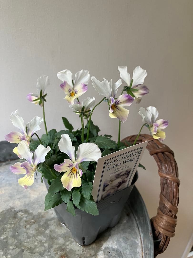 ロカハーツ ラビットウィングス