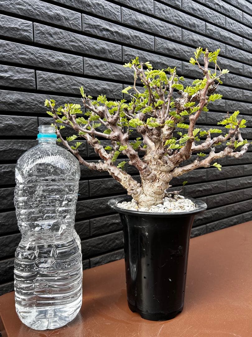 センナメリディオナリスやや傷や汚れあり