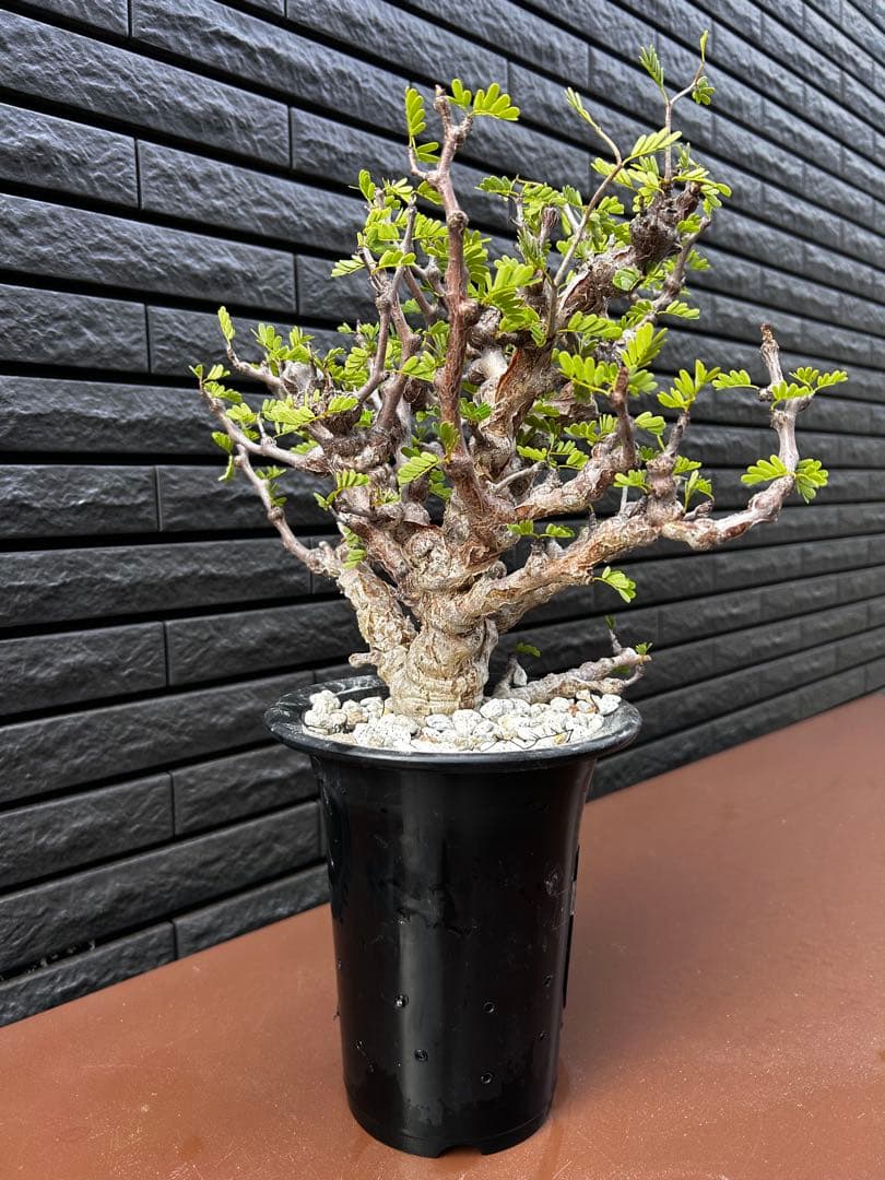 センナメリディオナリスやや傷や汚れあり