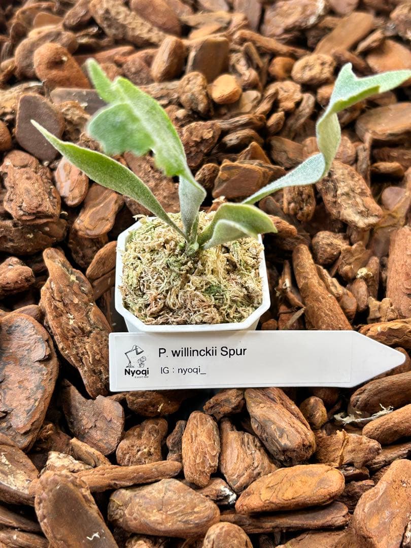 P. Willinckii Spur TC M-2目立った傷や汚れなし YUZUMIYA_COM