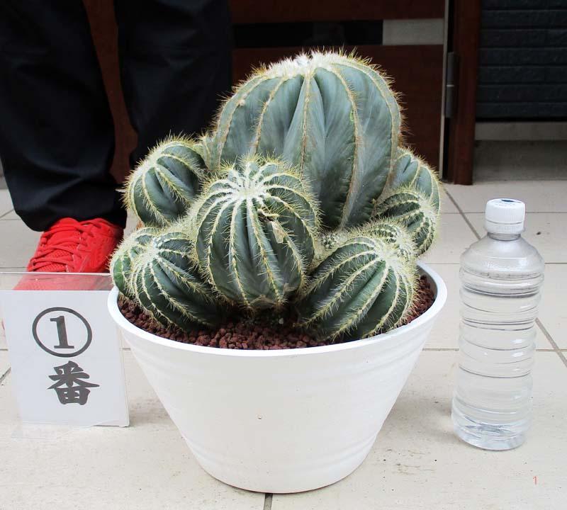 現品 サボテン 柱サボテン ブランチ 柱サボテンブランチ 14