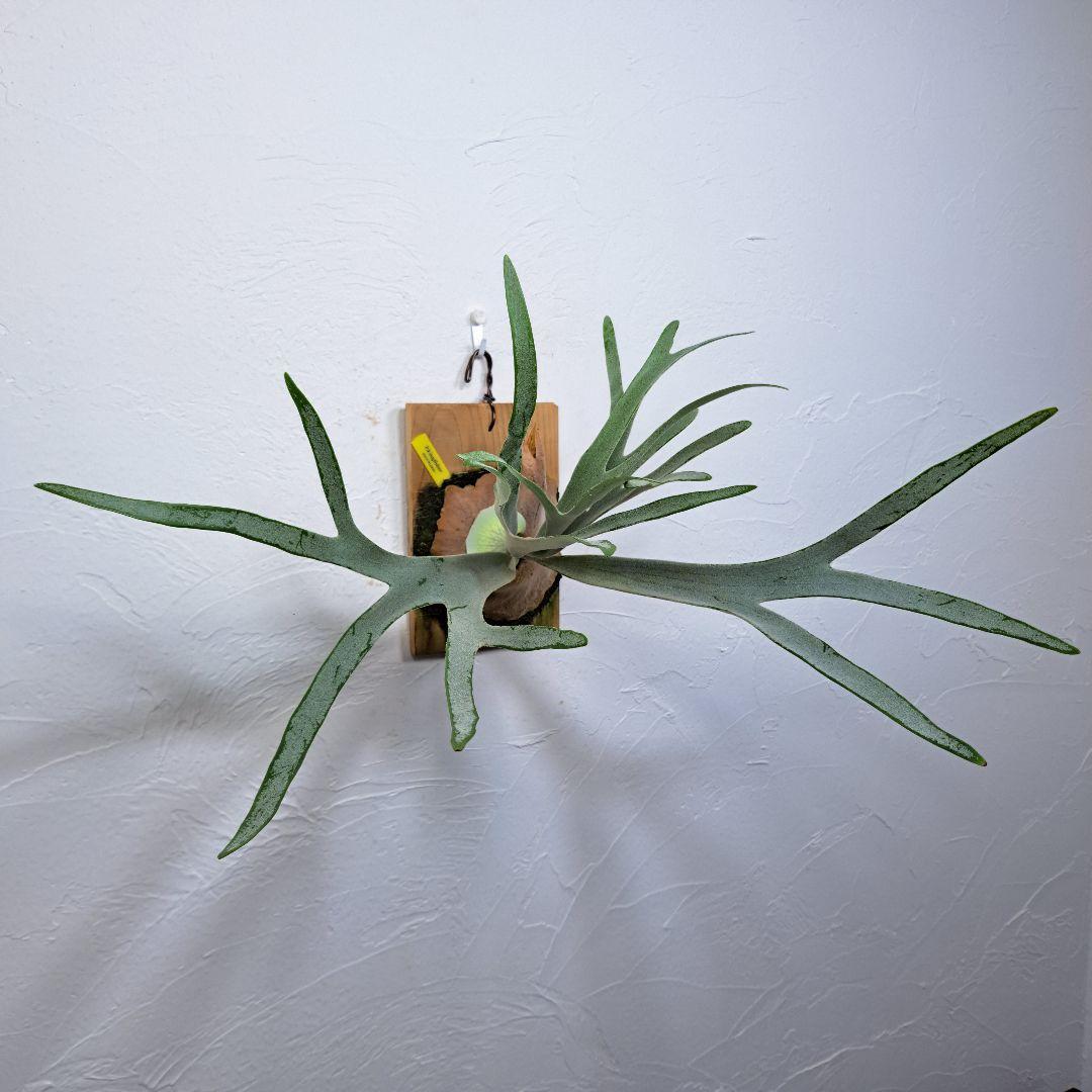 P. king Fisher ビカクシダ キングフィッシャー目立った傷や汚れなし YUZUMIYA_COM