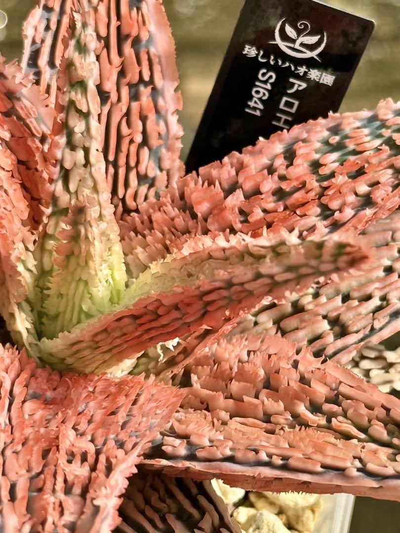 アロエ　ハイブリッド　Aloe hybrid 第四種　16 Aloe hybrid アロエ ハイブリッド 子株 第四種安価