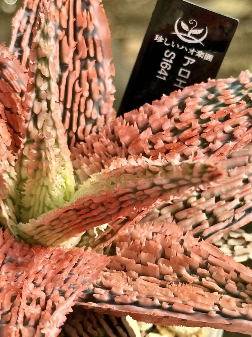 アロエ ハイブリッド aloe hybrid S1641 親株