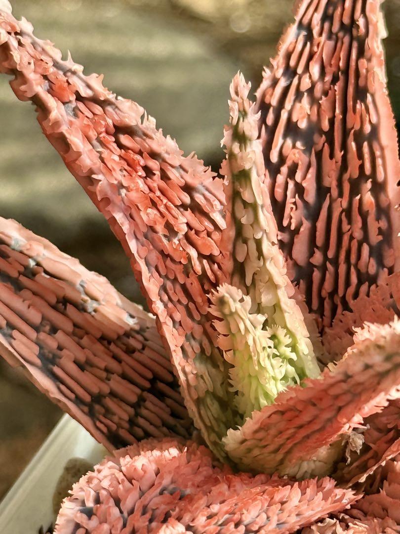 アロエハイブリッド アロエ ハイブリッド【Aloe hybrid】008 – linkplants -リンク