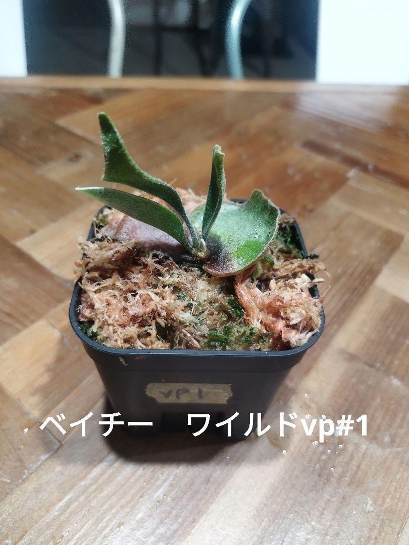 ビカクシダ5種セット　ペドロ、アーバンリバー、ベイチーvp#3、など 大人気新品 ビカクシダ5種セット ペドロ、アーバンリバー