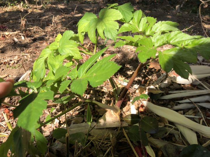 明日葉抜き苗【B】 期間セール 植物/観葉植物 hidden-element.in