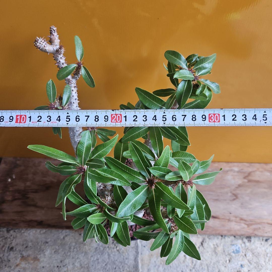 Q*郎様 パキポディウムマカイエンセ現地球