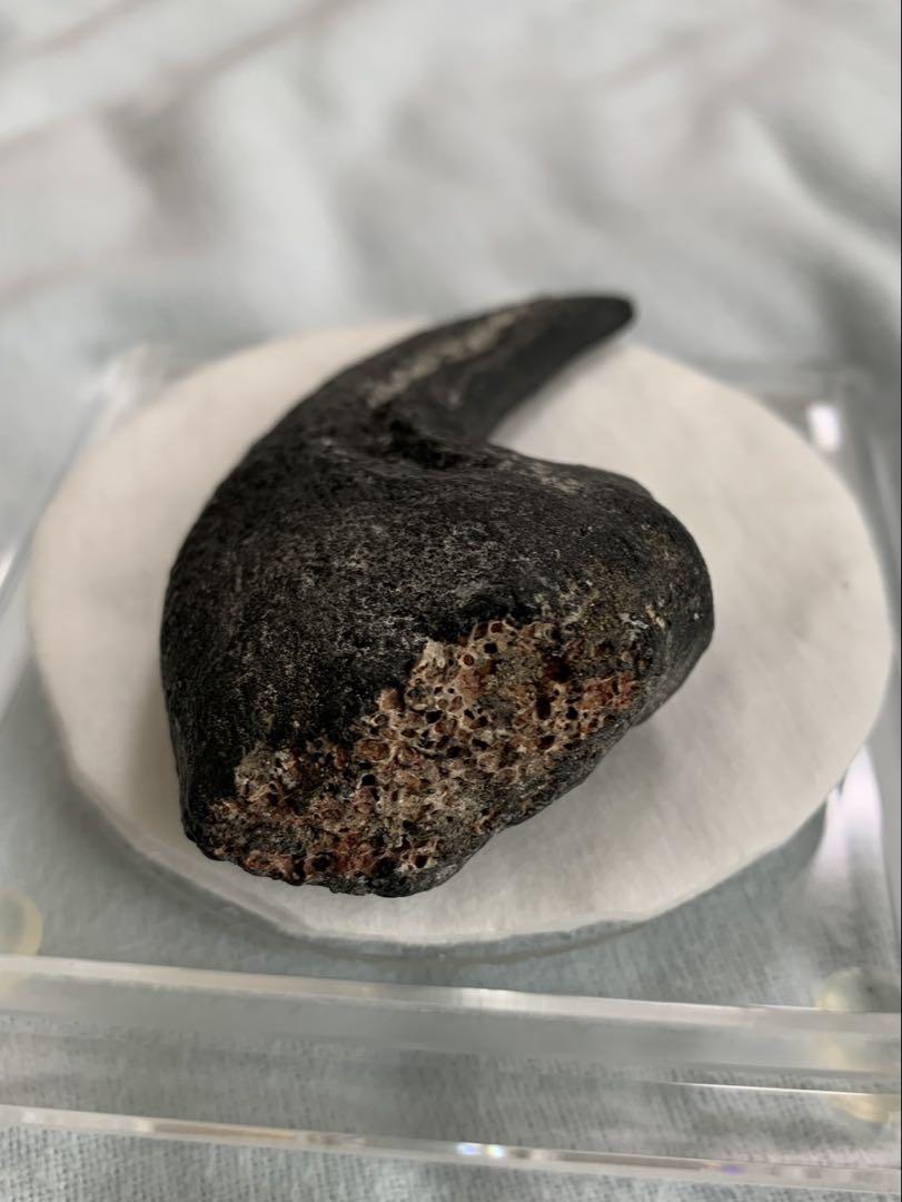アロサウルス　足の爪　爪　化石　Allosaurus foot claw 恐竜