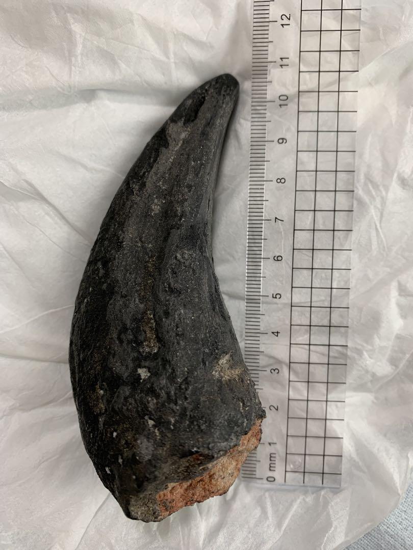 アロサウルス　足の爪　爪　化石　Allosaurus foot claw 恐竜