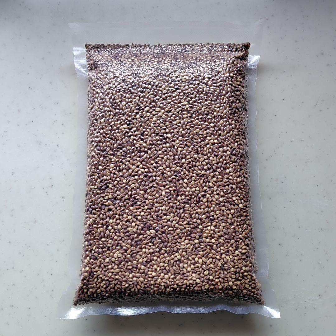 さゆ もち麦7kg 新麦 紫もち麦 ダイシモチ 精麦済