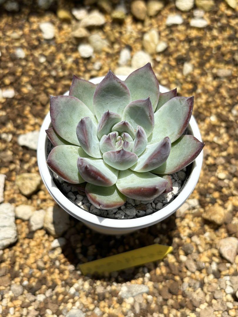 中里リンゼアナと植え替えと種の収穫 | ブログ版