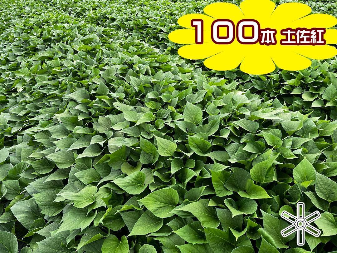 T1001 土佐紅さつまいもつる（芋苗）ウィルスフリー苗100本
