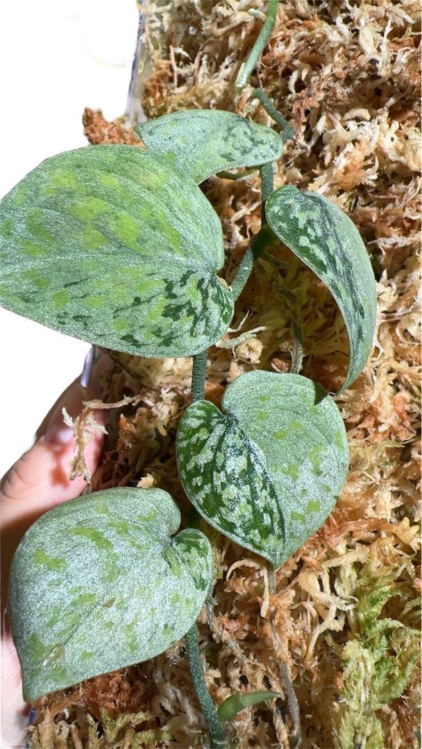 Plants loversnow flex mutation