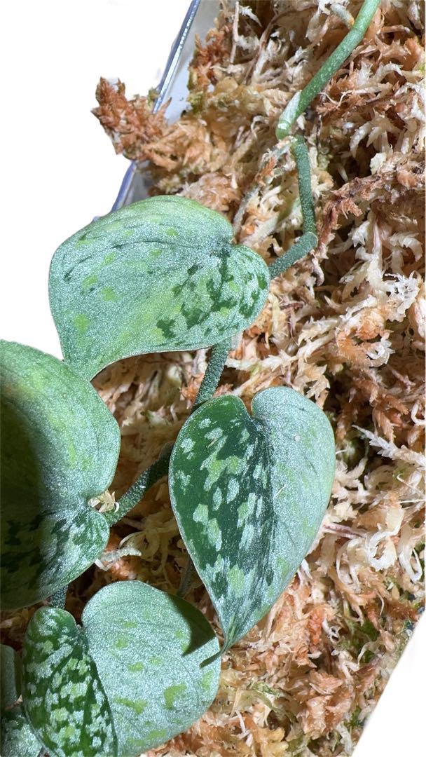 Plants loversnow flex mutation