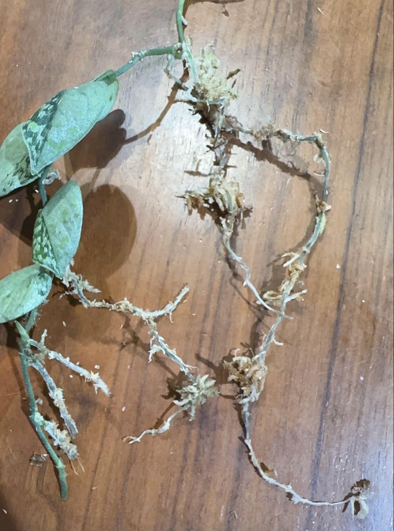 Plants loversnow flex mutation