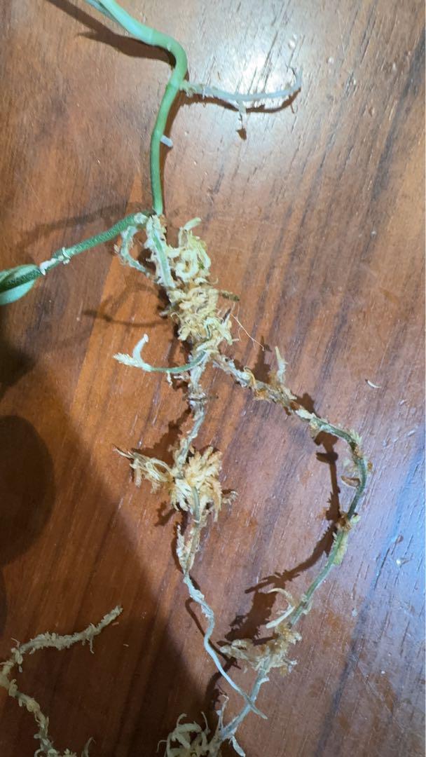 Plants loversnow flex mutation