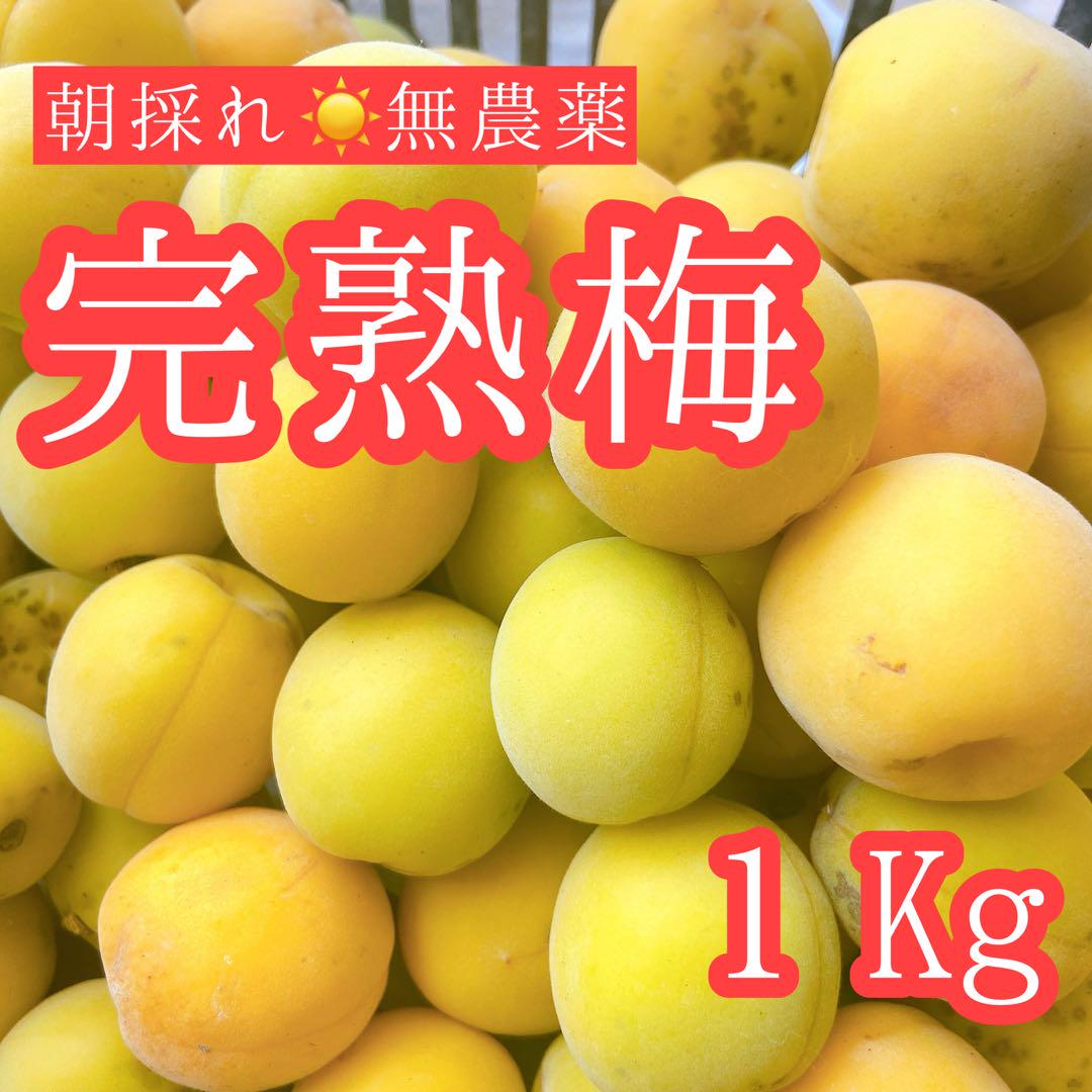 楽天市場】梅 青梅 南高梅 無農薬 3kg 送料無料 梅酒 梅干し