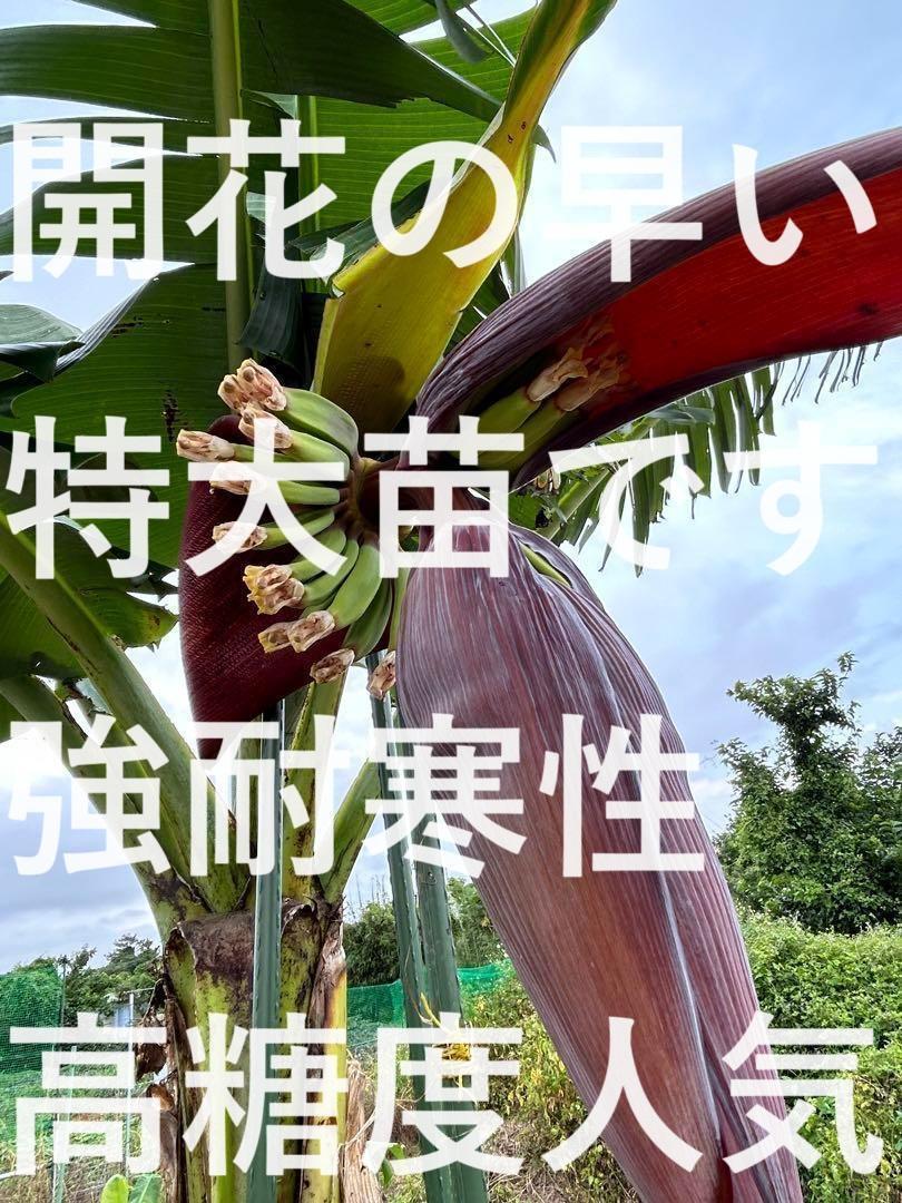 2m、バナナ苗＝絶対王者の糖度モンスター◇超・ドワーフナムワ