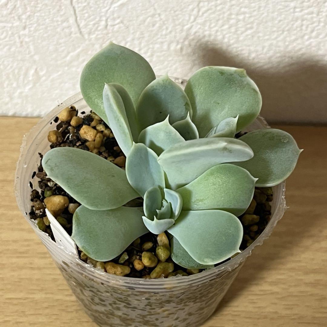多肉植物　ラウリンゼ×フランシノ　おらいさん