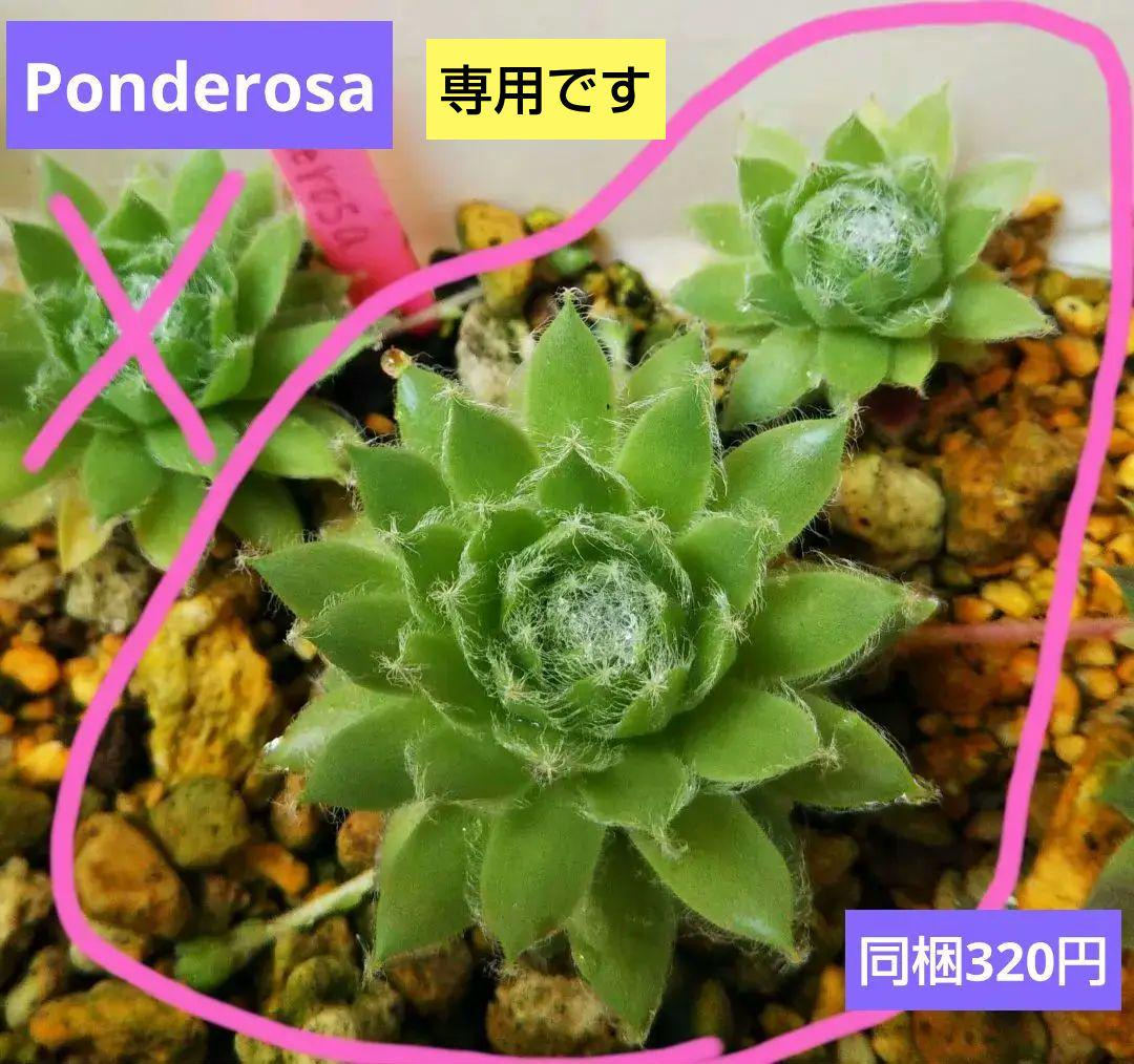 センペルビウム「Ponderosa」多肉植物 sempervivum