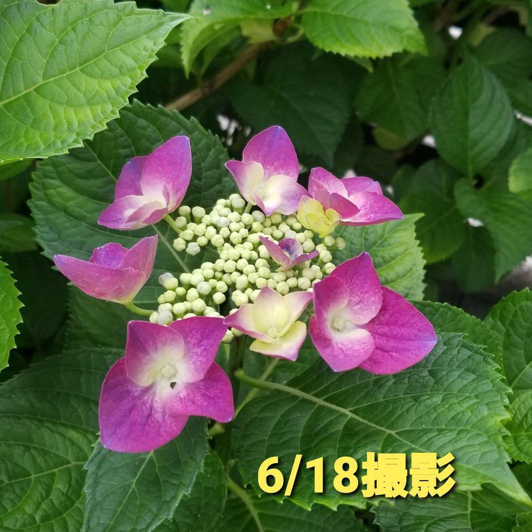 紫陽花 フェアリーアイ 挿し穂3本分 オマケ ガクアジサイ1本 メルカリ便 メルカリ