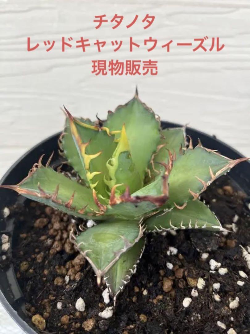 アガベ チタノタ レッドキャットウィーズ 赤猫 ル 強棘 ヤバ猫【A】 裏 ...