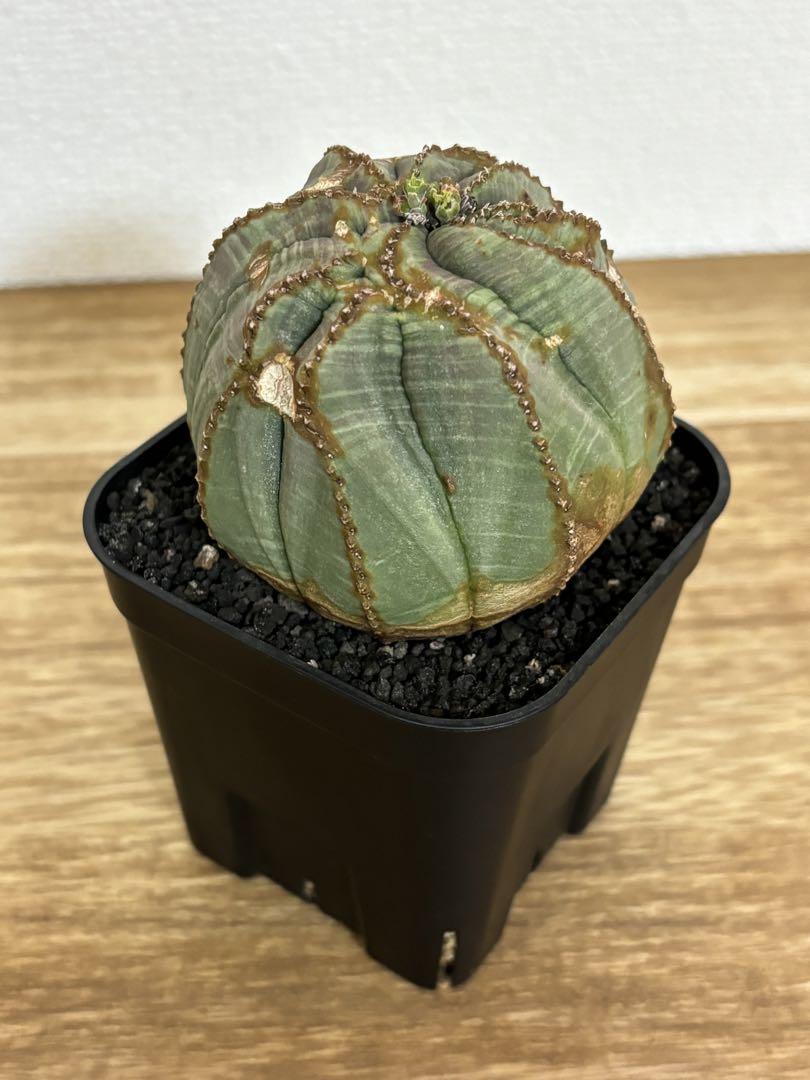 国内発送 あんこ様専用】ユーフォルビア オベサ 塊根植物・コーデックス