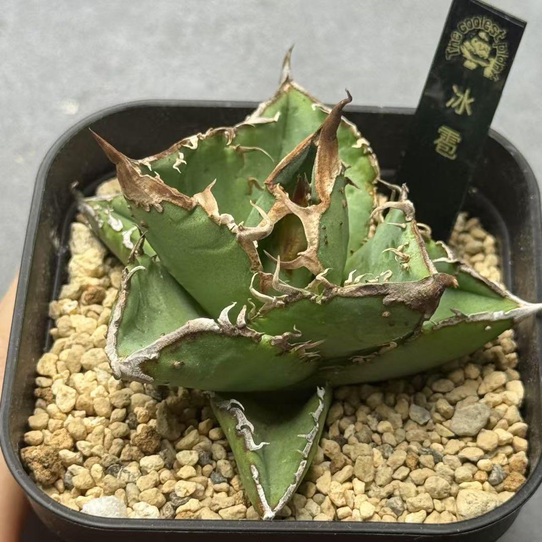 メルカリ便発送☆多肉植物 ホリダ 達磨白虎ハイブリッド(ちょび