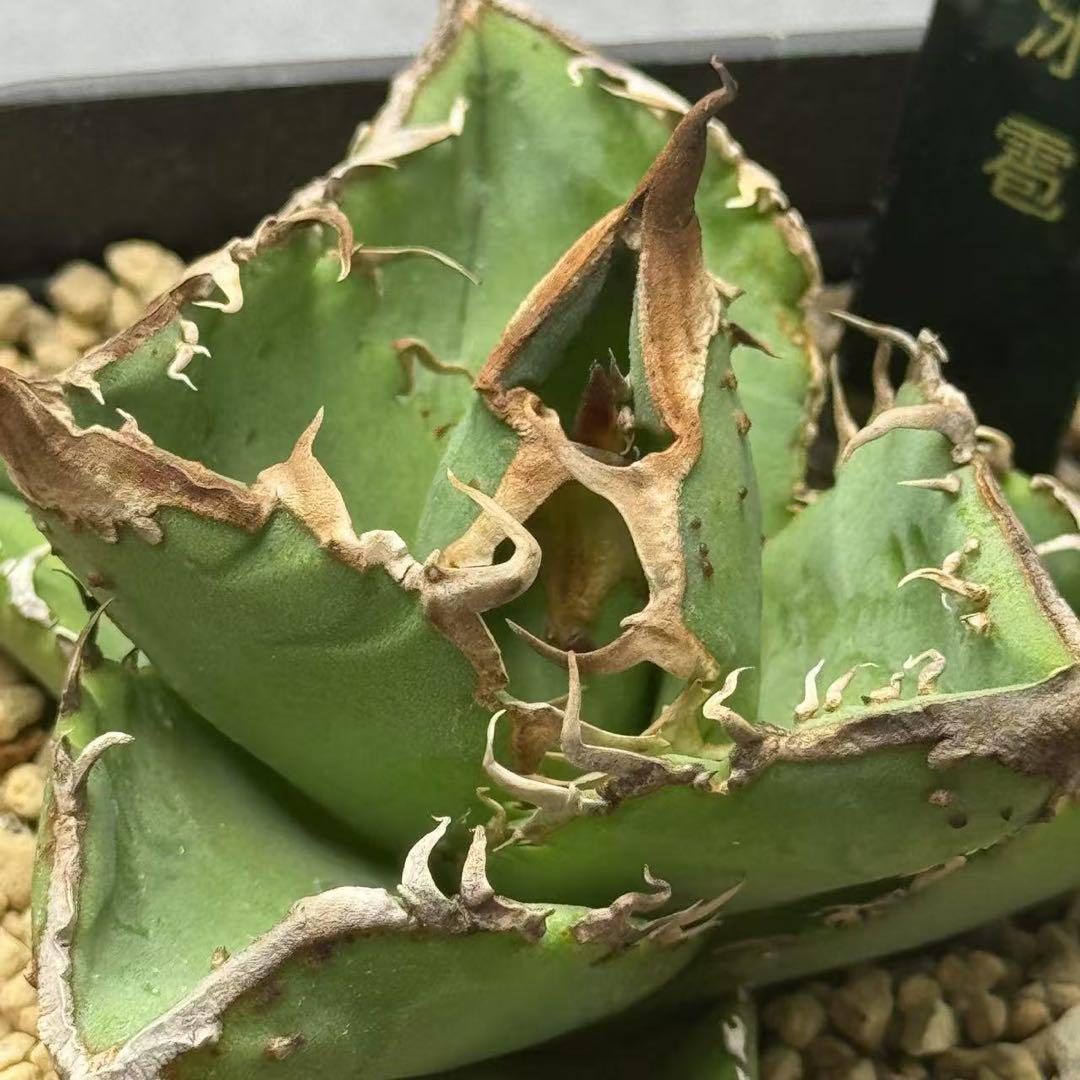 【国内在庫】 多肉植物・アガベ 抜き苗/極上株 ・チタノタ・“精品冰雹” アガベ