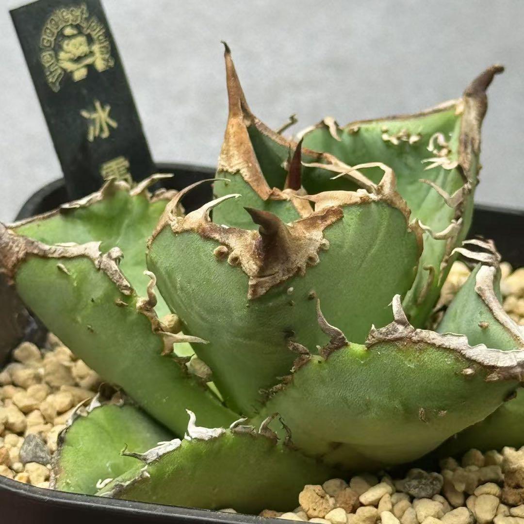 【新品、本物、当店在庫だから安心】 多肉植物・アガベ ・チタノタ・“精品冰雹” 抜き苗/極上株 アガベ