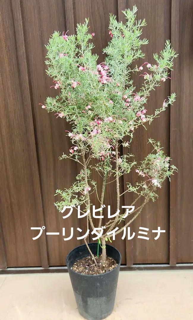 グレビレア　プーリンダイルミナ　鉢植え　苗　オージープランツ