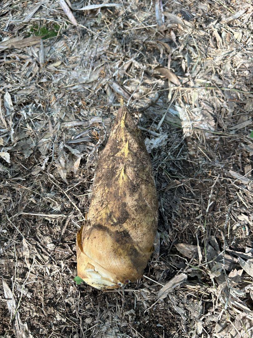 熊本県産 タケノコ たけのこ 筍2kg