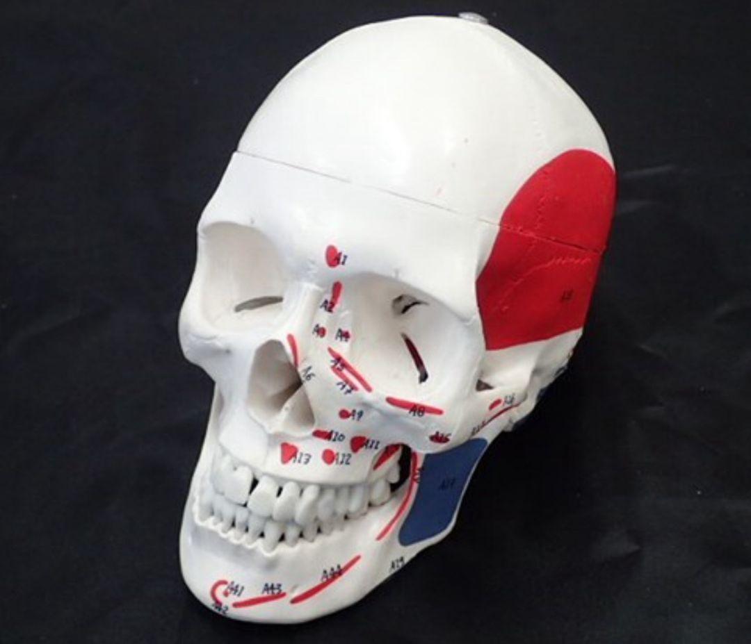 人体骨格模型/人体模型/全身/全長 約170cm/医学/医療/教材/スタンド