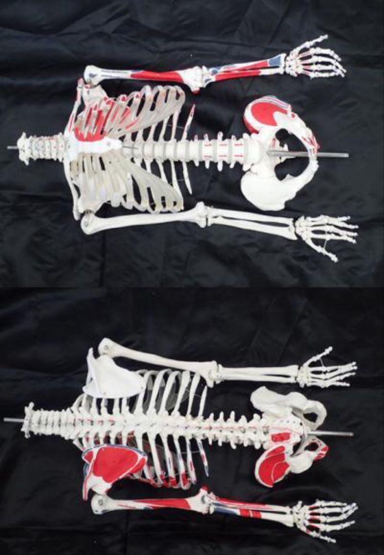 人体骨格模型/人体模型/全身/全長 約170cm/医学/医療/教材/スタンド