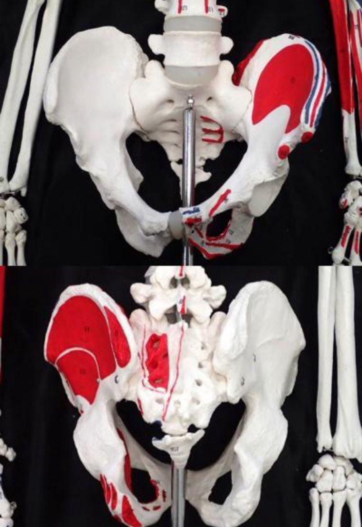 人体骨格模型/人体模型/全身/全長 約170cm/医学/医療/教材/スタンド
