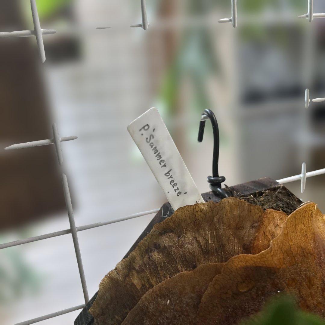 ビカクシダ P.summer breeze目立った傷や汚れなし YUZUMIYA_COM