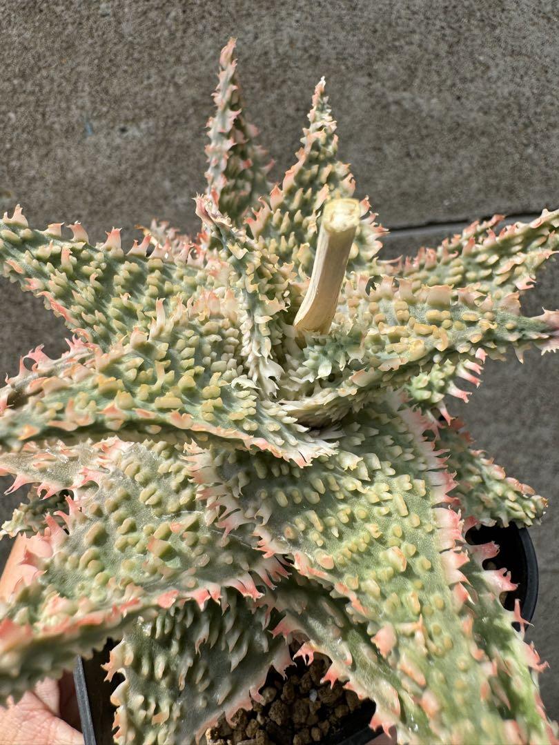 アロエ　ハイブリッド　Aloe hybrid 第四種22 Aloe hybrid アロエ ハイブリッド 第四種公式 ストア