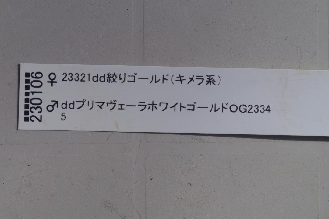 7476 ホワイトゴールドバイカラーピコティ クリスマスローズ開花 加藤農園