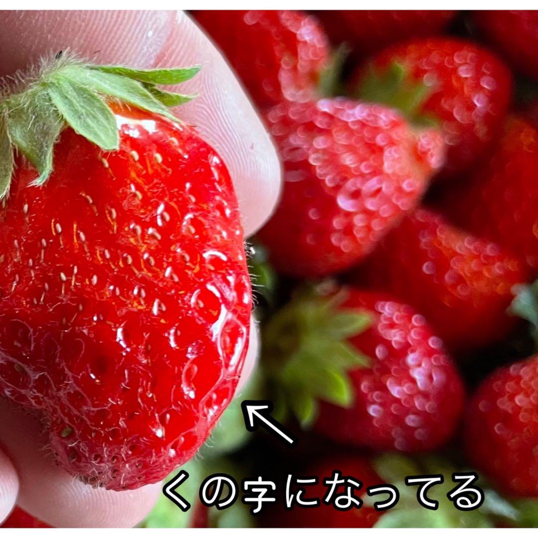 まっちゃん農園の不揃い訳ありいちご☆栽培期間中•農薬不使用☆ 箱込み約3キロ