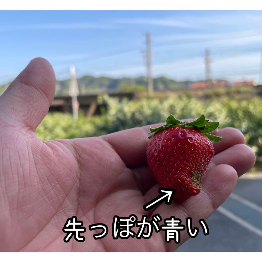 まっちゃん農園の不揃い訳ありいちご☆栽培期間中•農薬不使用☆ 箱込み約3キロ
