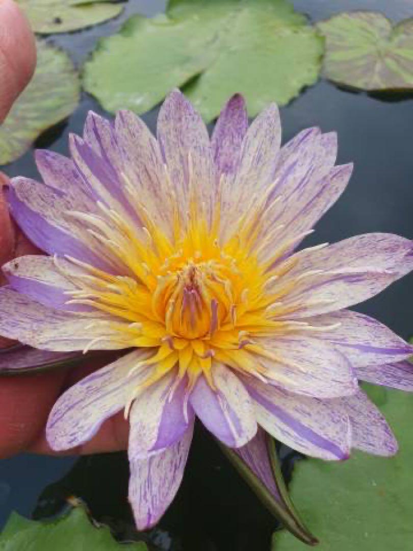 スイレン　スワンナ　球根　睡蓮苗　熱帯スイレン　ビオトープ　鉢花　開花サイズ　③
