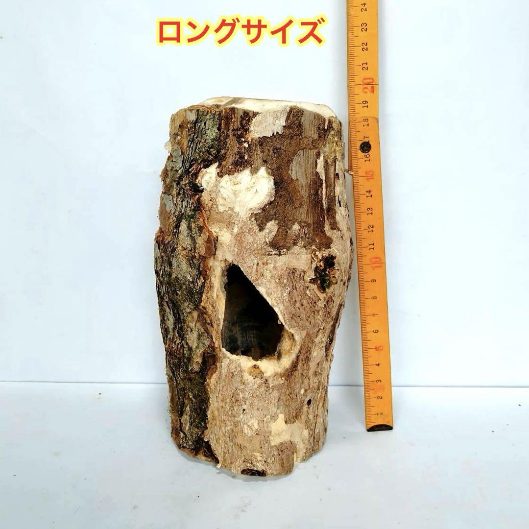 楢 クワリウム 隠れ家 シェルター 樹洞 登り木 カブトムシ