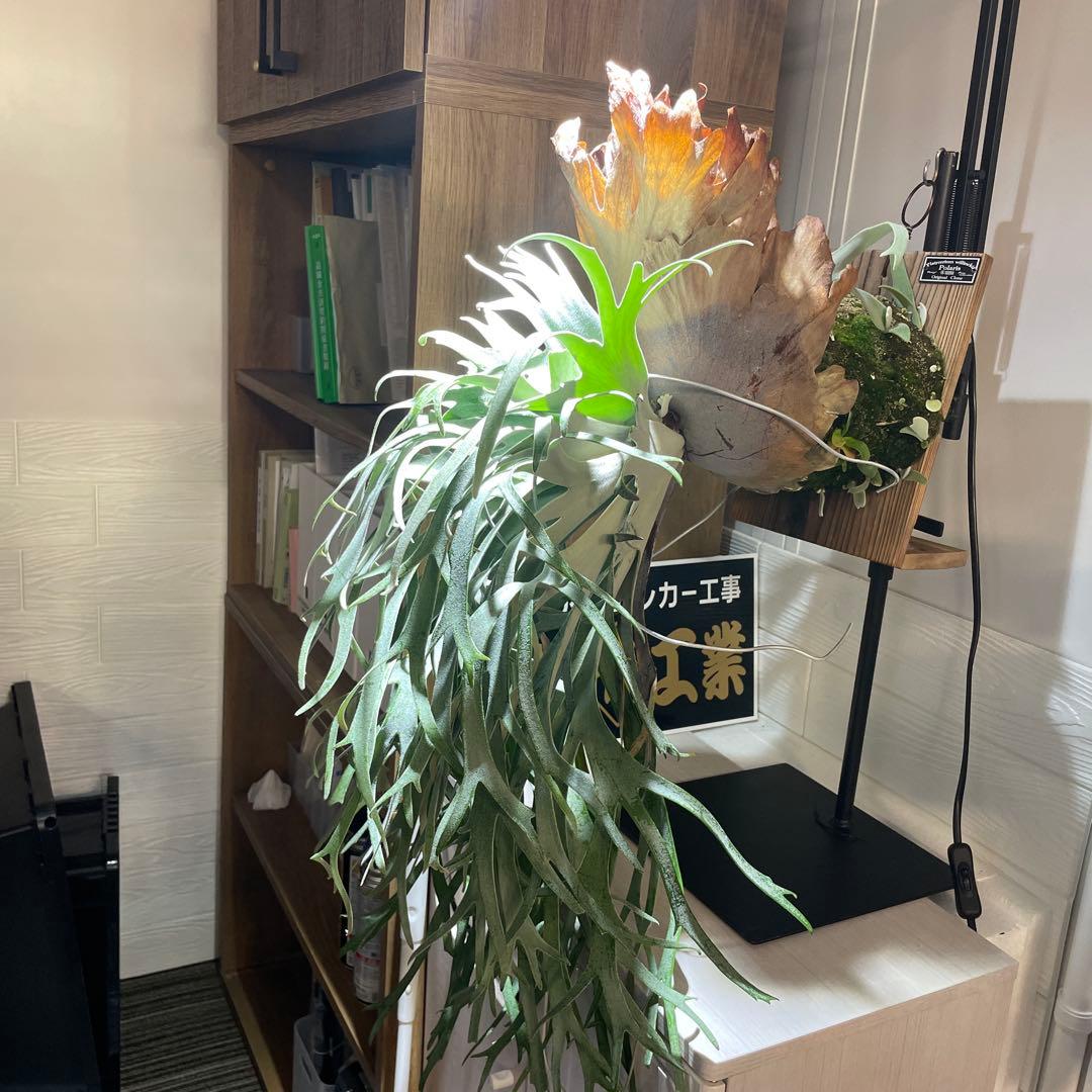 子株 2やや傷や汚れあり