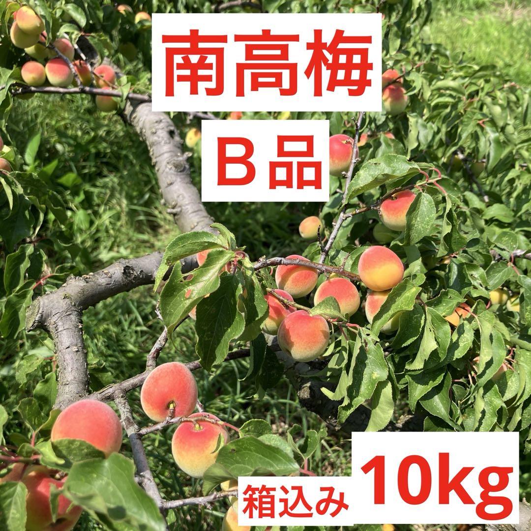 中熟~完熟南高梅　Ｂ品 箱込み10kg