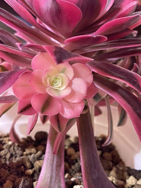 レッド系割引購入 多肉植物 アエオニウム*メデューサ法師錦。9頭(巨大脇芽8つ) プーケ型 植物/観葉植物 インテリア・住まい・小物レッド系¥31,628-kafek.dk レッド系割引購入 多肉植物 アエオニウム*メデューサ法師錦。9頭(巨大脇芽8つ) プーケ型 植物/観葉植物 インテリア・住まい・小物レッド系¥31,628-kafek.dk