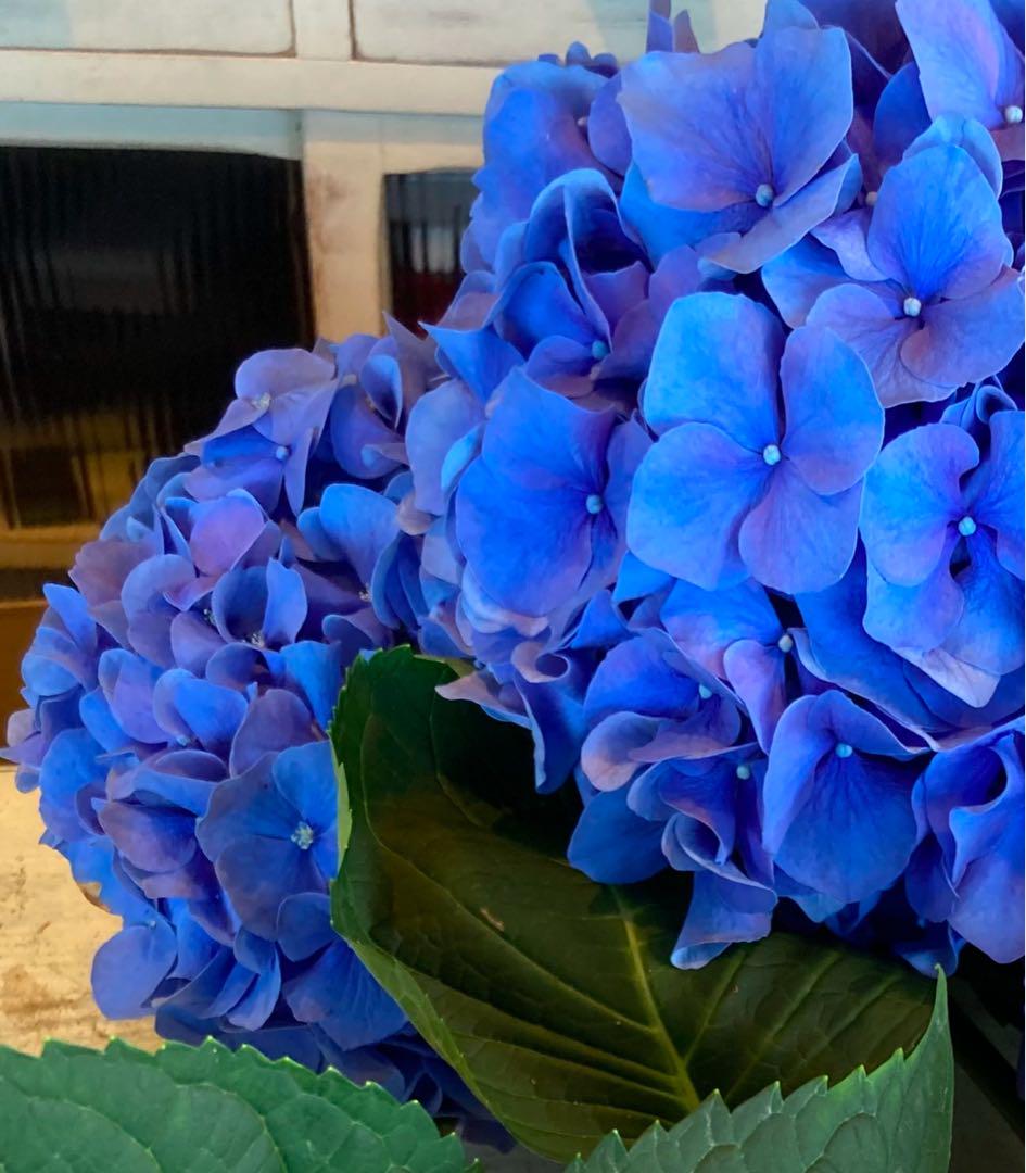 紫陽花　ファーストブルー　挿し木　苗　② 紫陽花 ファーストブルー 挿し木 苗 ② - メルカリ