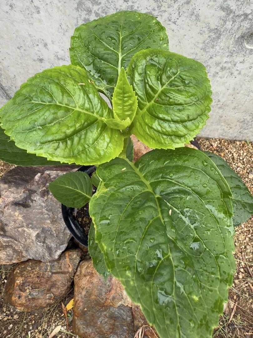 紫陽花　ファーストブルー　挿し木　苗　② 紫陽花 ファーストブルー 挿し木 苗 ② - メルカリ
